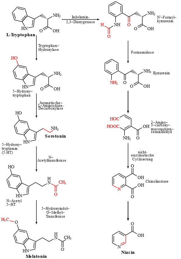 Strukturformeln Tryptophan Melatonin